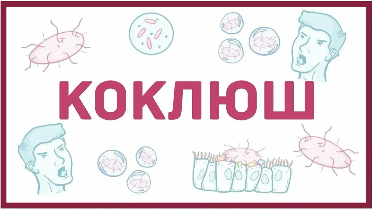 О профилактике коклюша